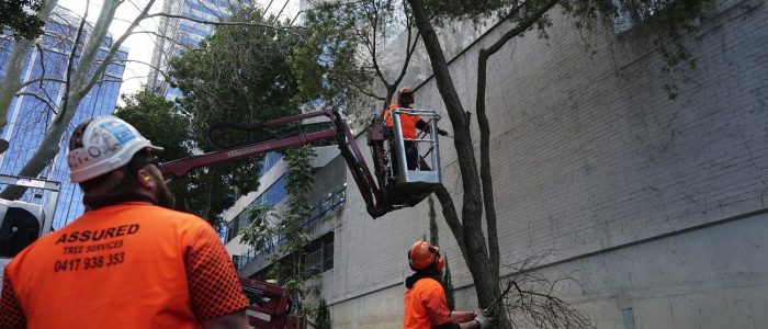 Tree Pruning Cherry Picker