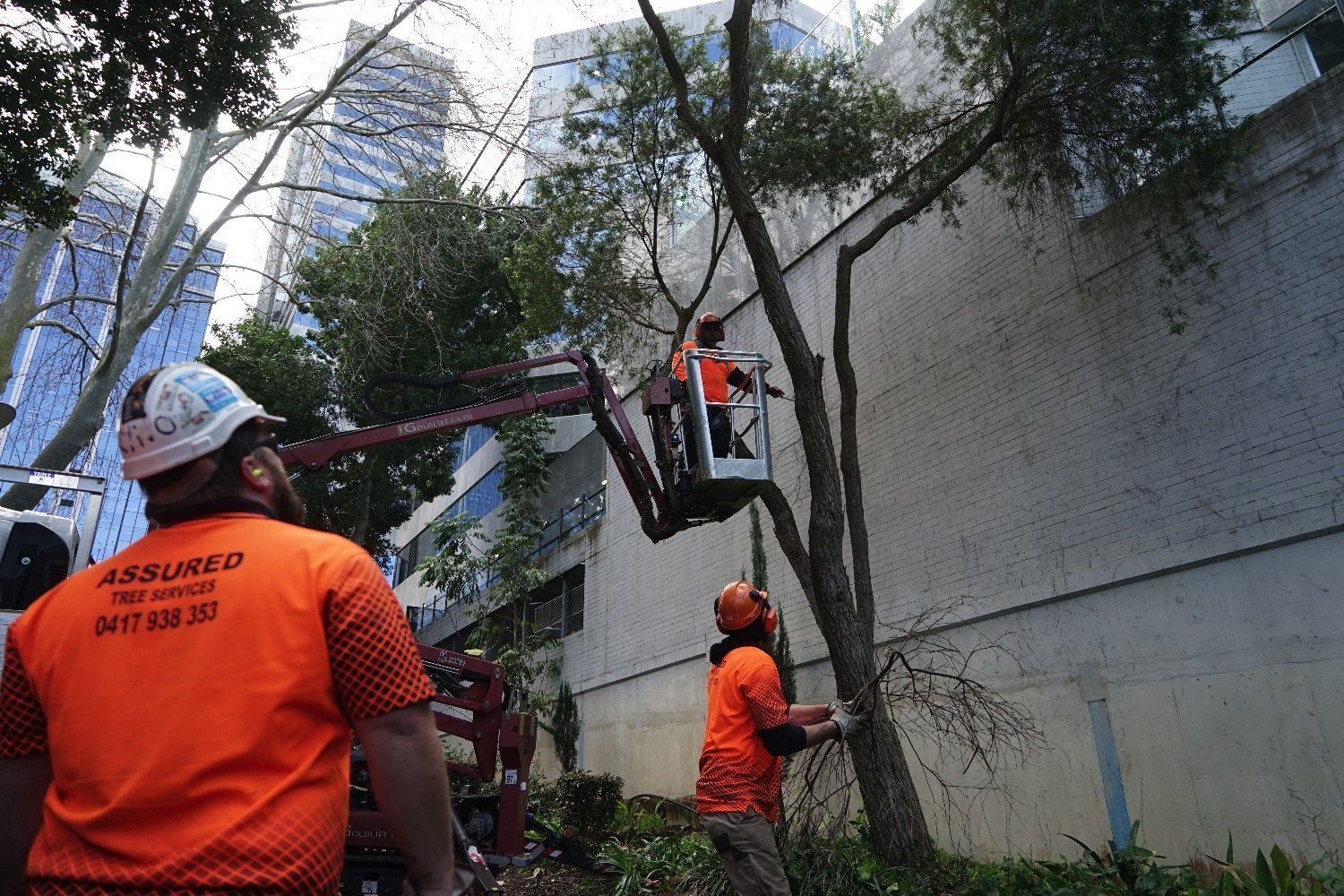 Tree Pruning Assured Tree Services