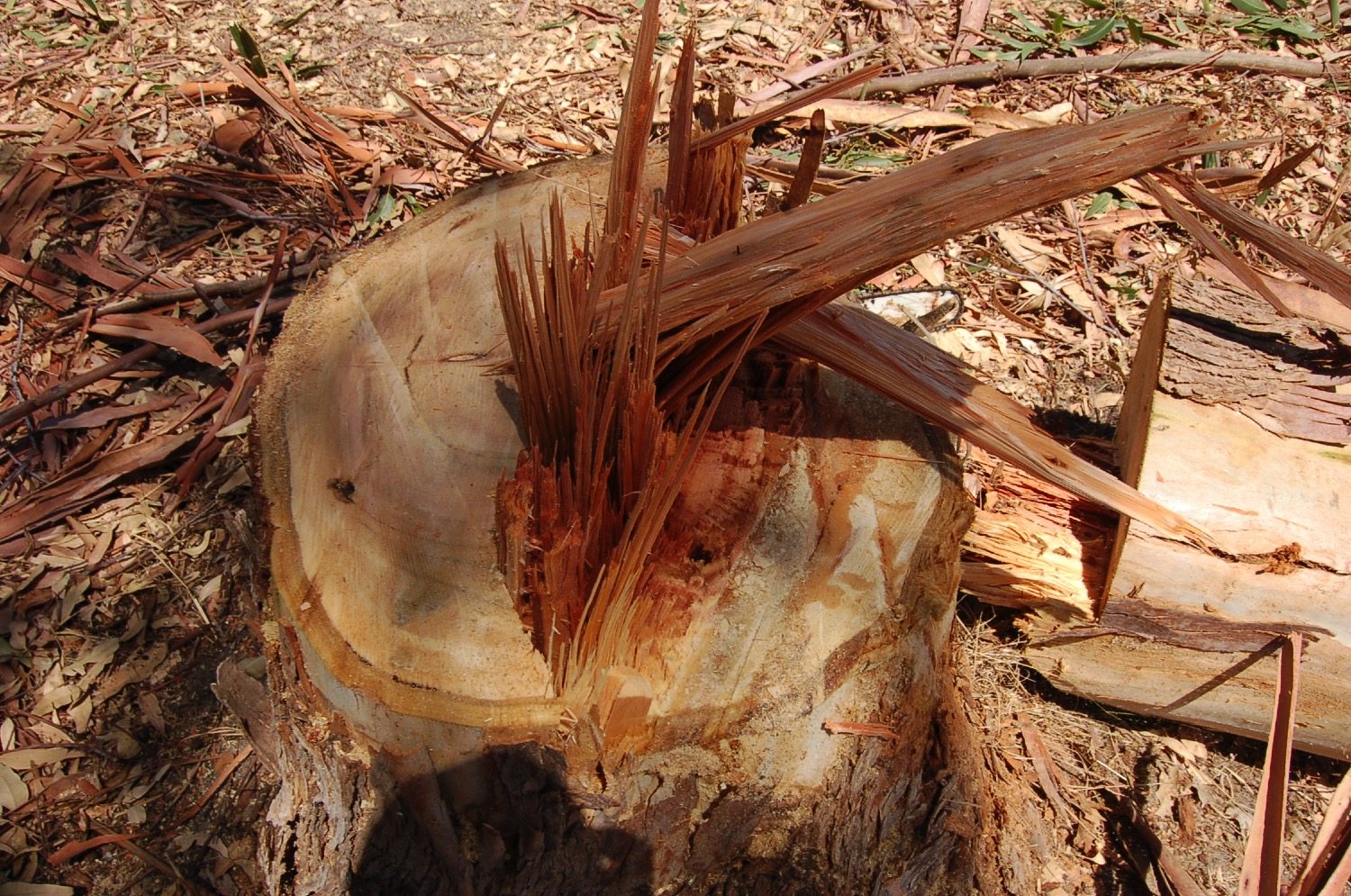 FL wa, spokane stump Davenport tree removal